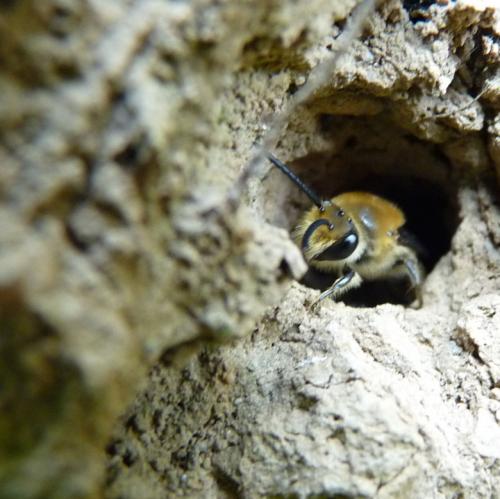 Colletes sp.