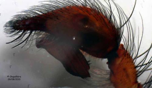 Eratigena agrestis
