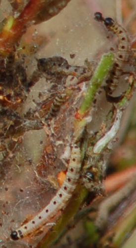 Yponomeuta sp.
