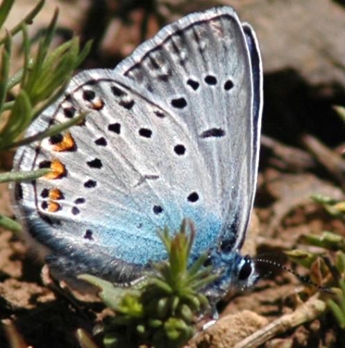 Réf. 62 900 : Polyommatus amandus