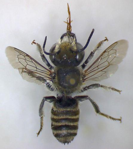 Megachile sp.
