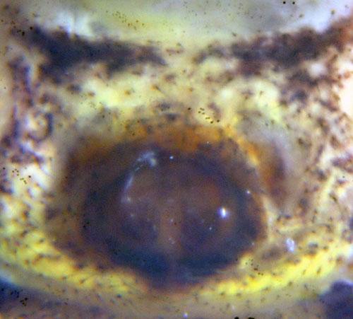 Réf. 62 006 : Xysticus luctuosus