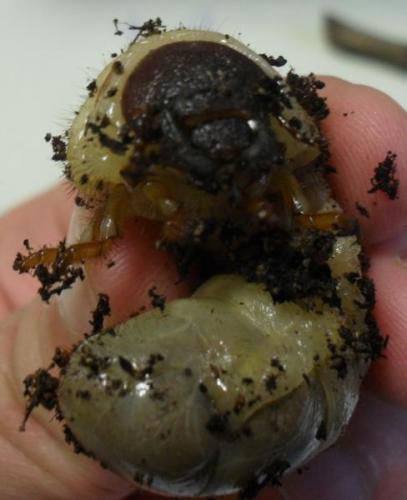 Oryctes nasicornis