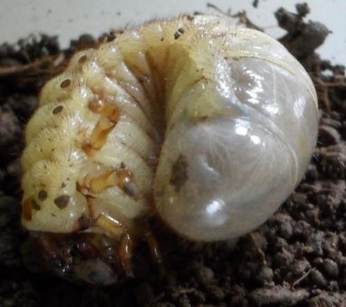 Oryctes nasicornis