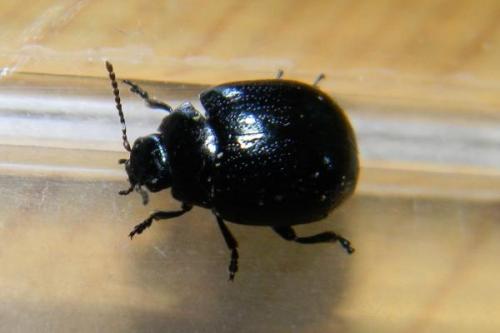 Chrysolina haemoptera