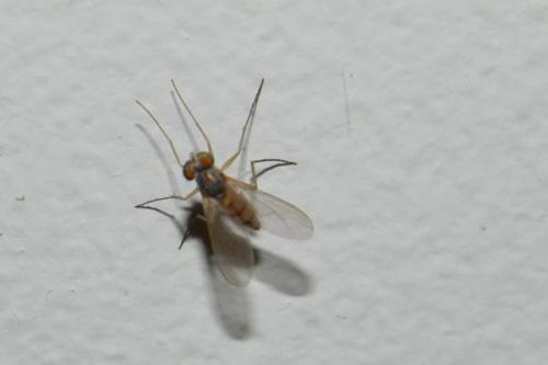 Sciapus sp.