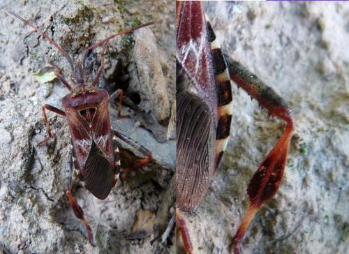 Leptoglossus occidentalis