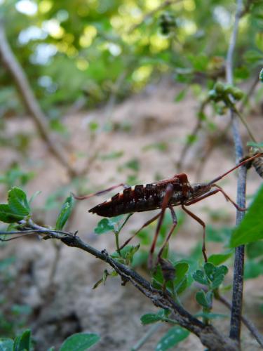 Leptoglossus occidentalis