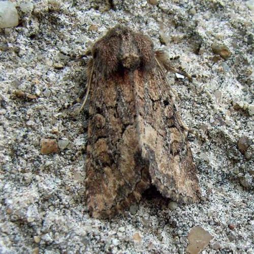 Réf. 62 962 : Luperina testacea