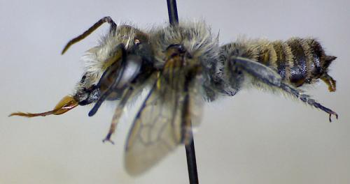 Megachile sp.