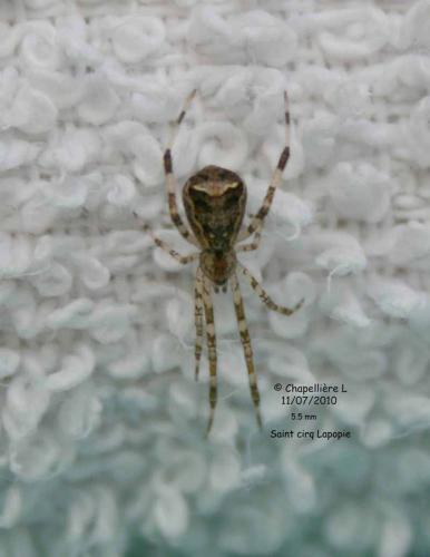 Episinus maculipes