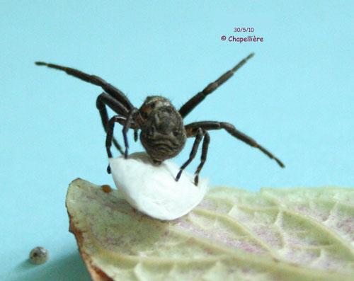 Xysticus luctuosus