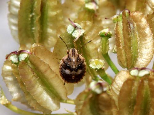 Réf. 62 672 : Sternodontus obtusus