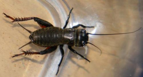 Réf. 62 546 : Gryllus campestris