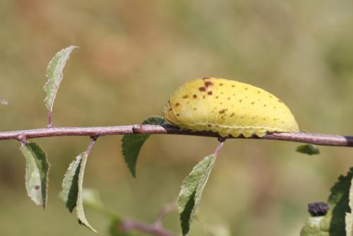 Iphiclides podalirius
