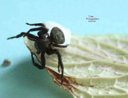 Réf. 62 133 : Xysticus luctuosus