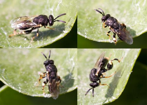 Brachymeria sp.