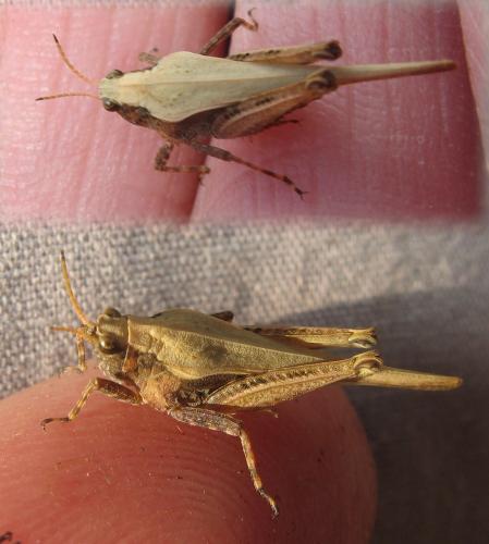Réf. 62 292 : Tetrix subulata