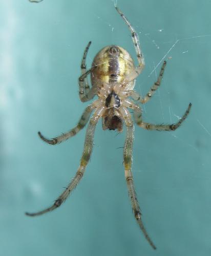 Zygiella sp.