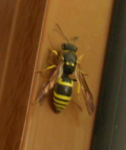 Ancistrocerus sp.