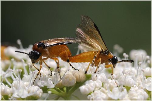 Réf. 62 208 : Athalia rosae