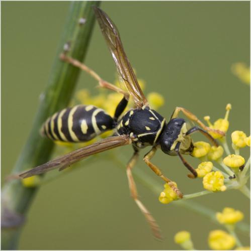 Polistes sp.