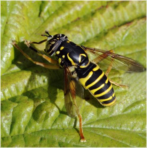 Spilomyia saltuum