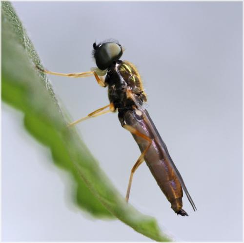 Sargus sp.