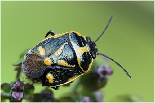 Eurydema oleracea