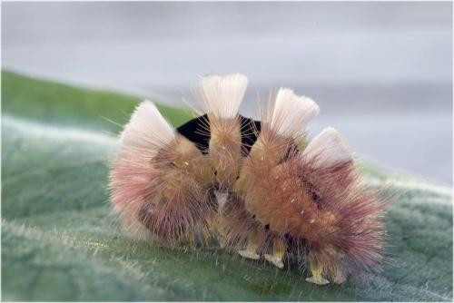 Calliteara pudibunda