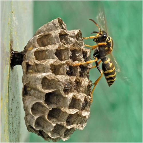 Polistes bischoffi