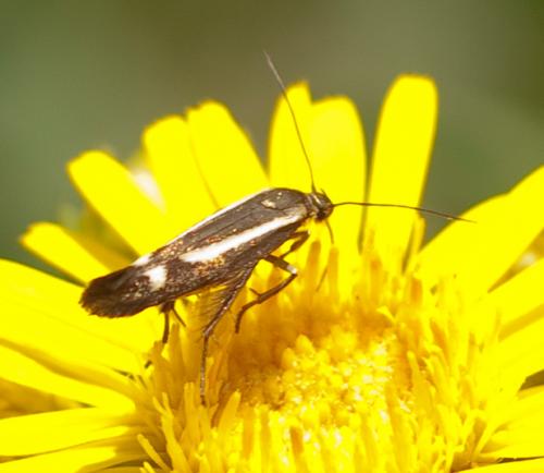 Scythris heinemanni