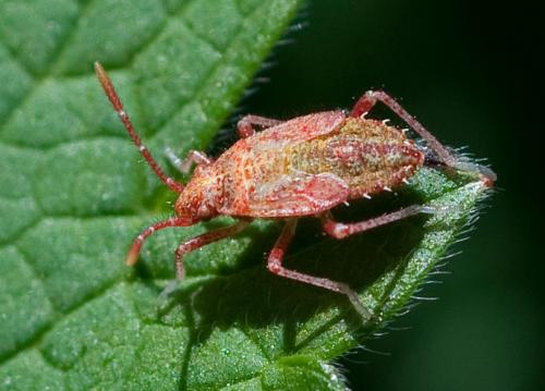 Corizus hyoscyami hyoscyami