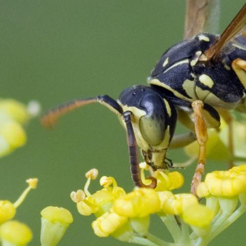 Polistes sp.