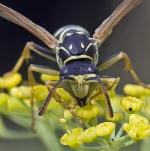 Polistes sp.
