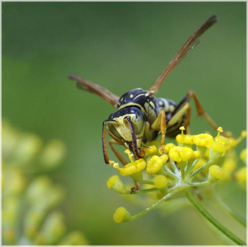 Polistes sp.