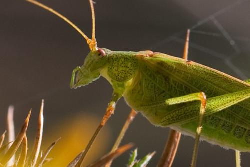 Réf. 62 471 : Phaneroptera falcata