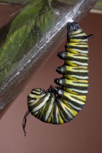 Réf. 62 217 : Danaus plexippus