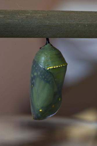 Danaus plexippus