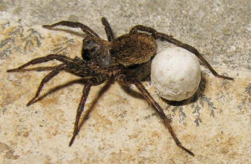 Alopecosa albofasciata