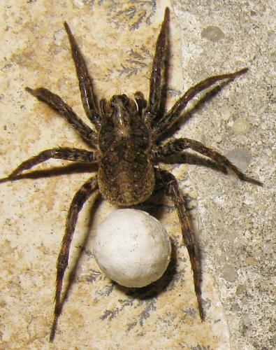 Alopecosa albofasciata