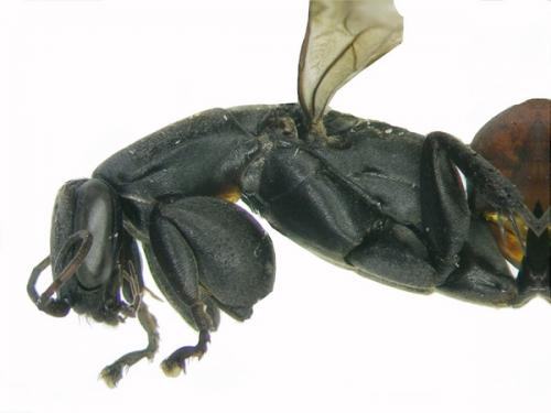 Aporus planiceps