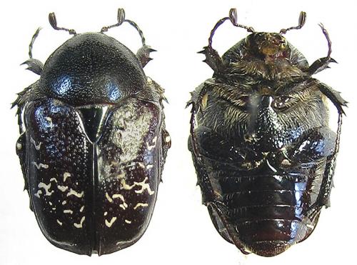 Réf. 62 489 : Aethiessa mesopotamica