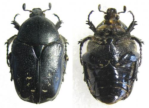 Aethiessa mesopotamica