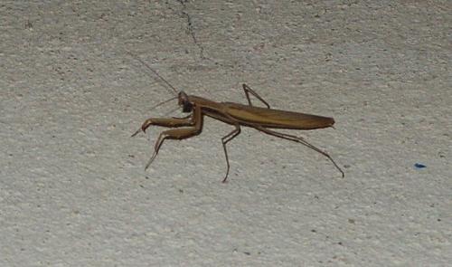 Mantis religiosa