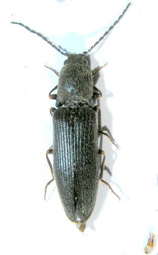 Athous chamboveti