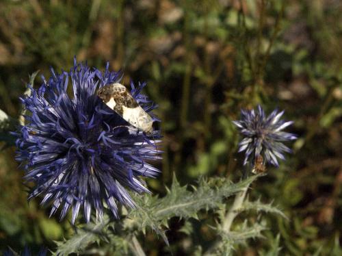 Acontia lucida