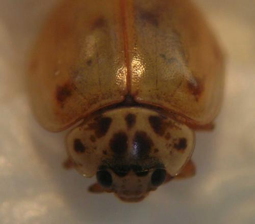 Adalia decempunctata