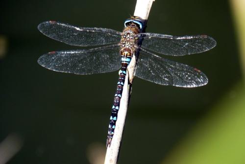 Aeshna mixta