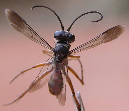 Réf. 62 026 : Agenioideus nubecula